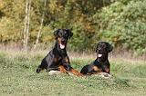 DOBERMANN 202